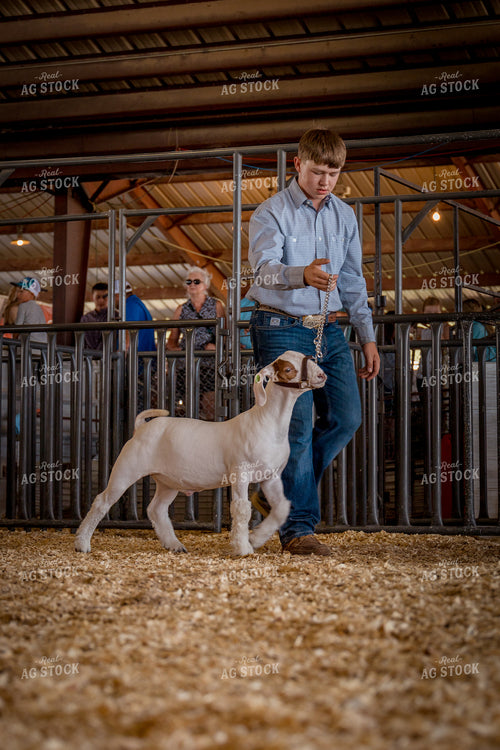 Showing Goats 97177