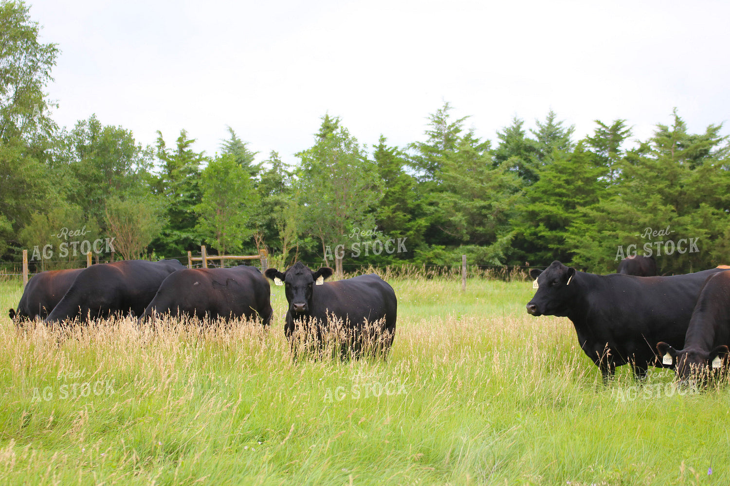 Black Angus Cattle on Pasture 82297