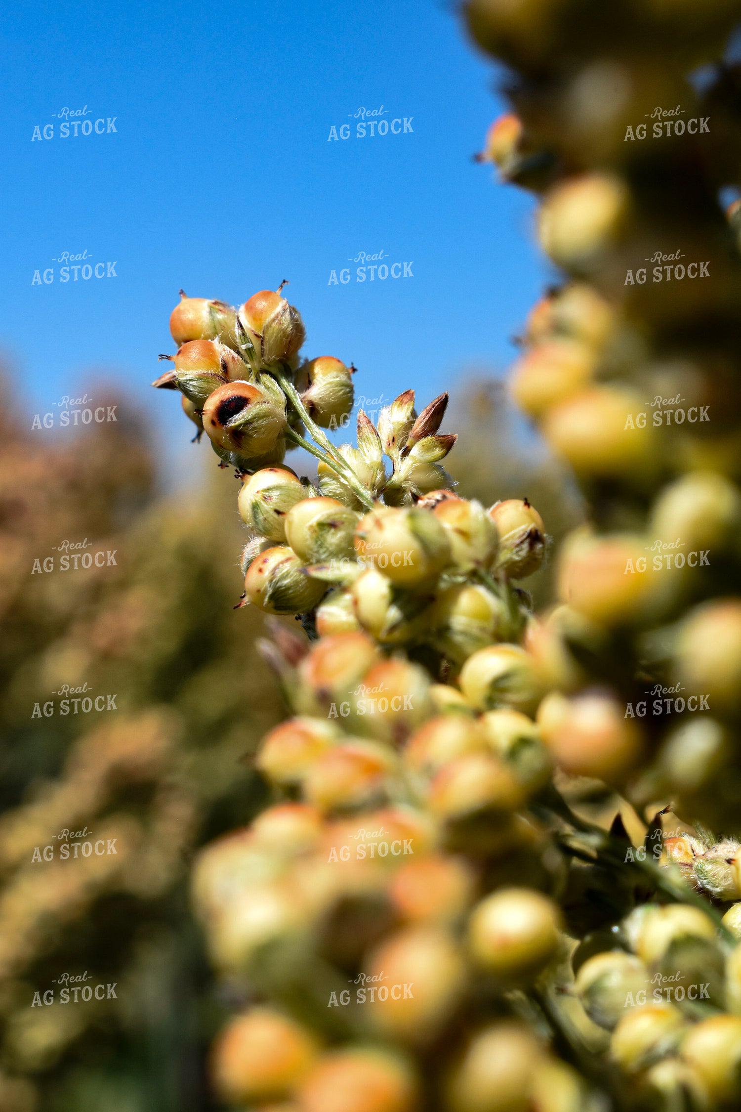 Sorghum Berries 156127