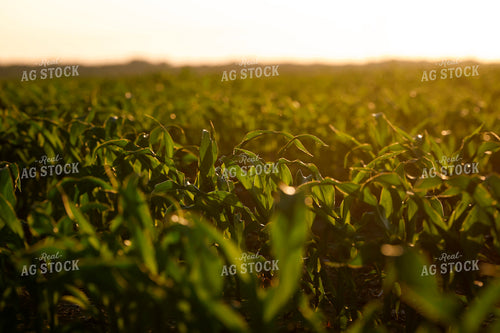 Early Growth Corn Field 129144