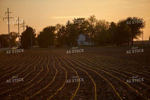 Corn - Early Growth 1159