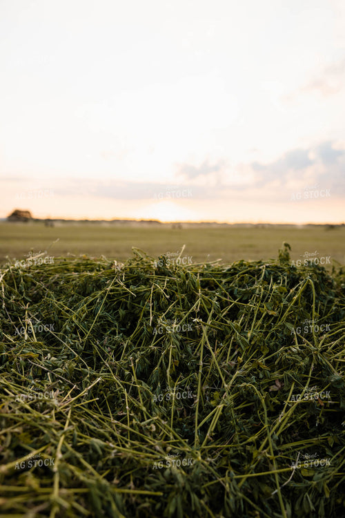 Chopped Silage 152133