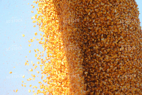 Augering Corn into Wagon Close Up 52075