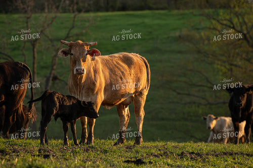 Cattle on Pasture 189022