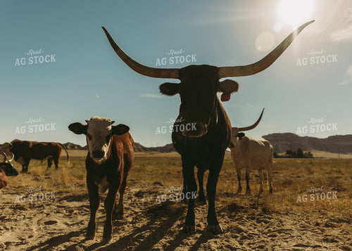 Cow and Calves in Pasture 61113