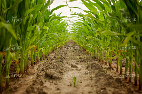 Midseason Corn Field 137033