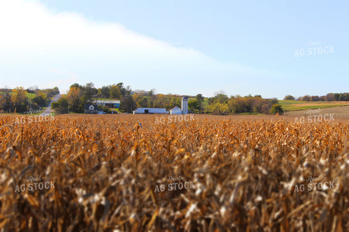 Farmstead over Dried Corn Field 214092