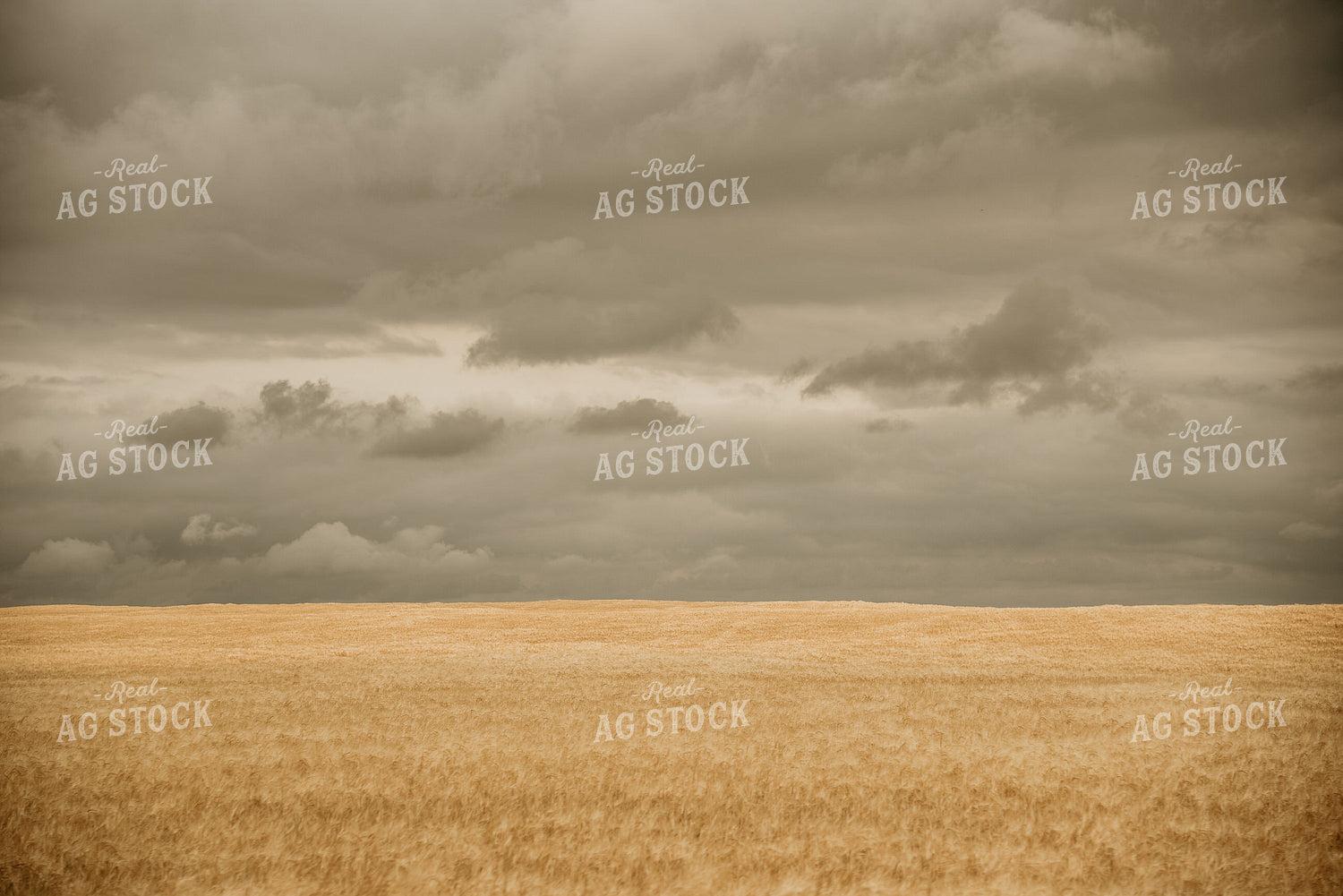 Wheat Field with Stormy Skies 64141