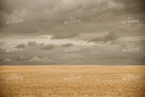 Wheat Field with Stormy Skies 64141