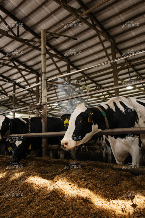 Cattle in Open Air Barn 152746