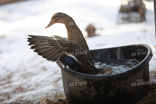 Duck in Water 117465