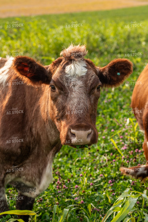 Cattle Grazing 76595
