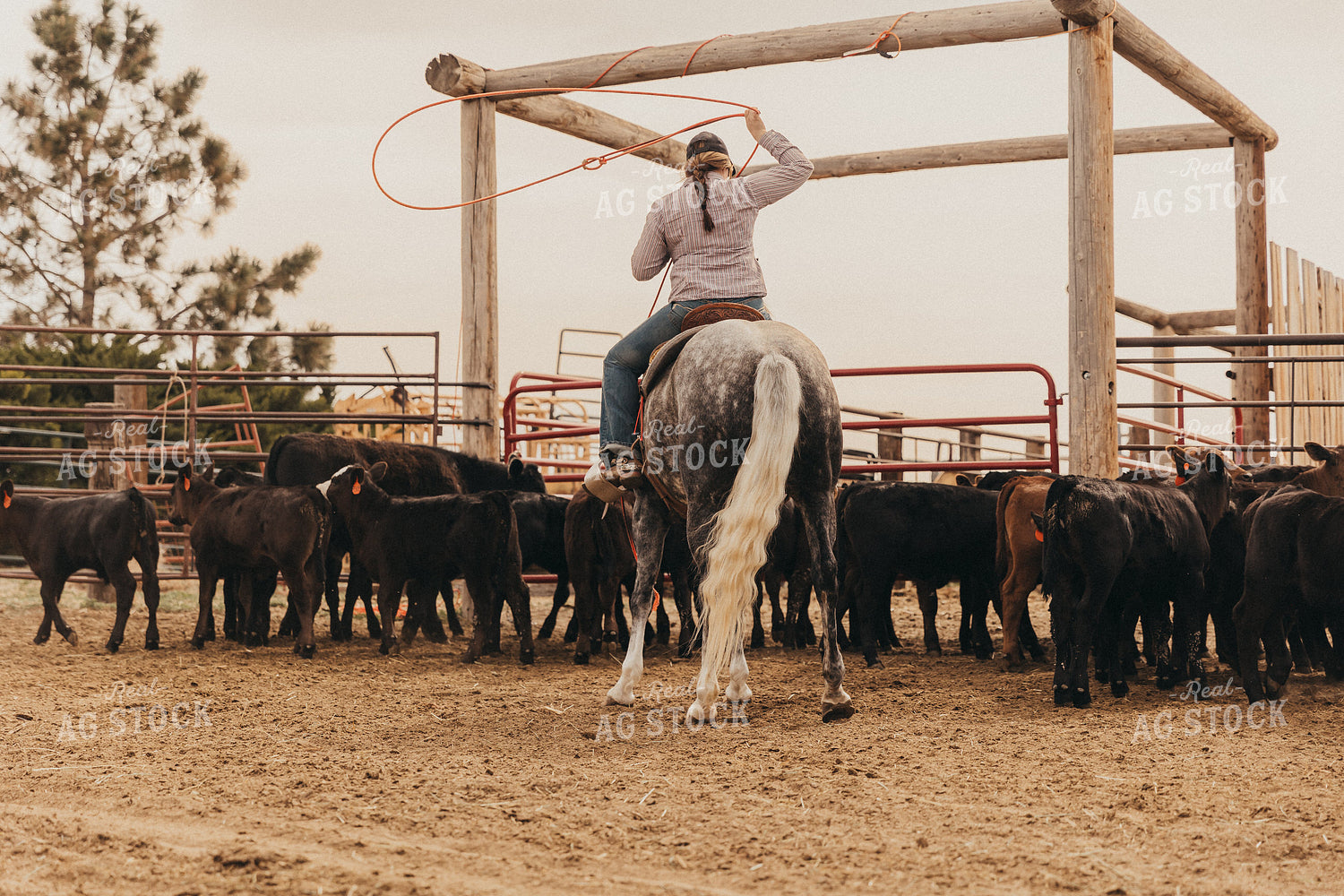 Doping Cattle Cattleman Roping Cattle 61131 – Real Ag Stock