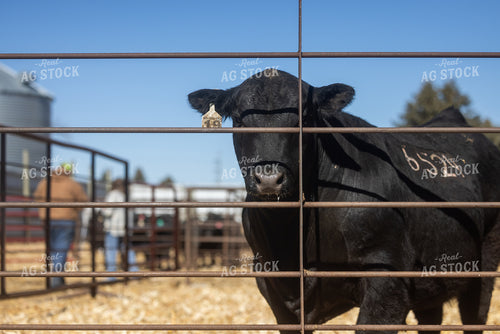 Angus Cattle 72190