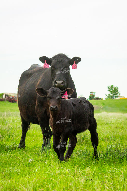 Angus Cow Calf Pair 155200
