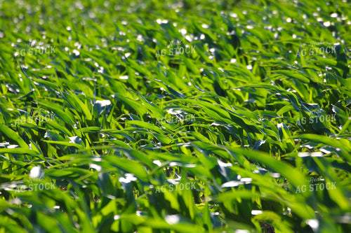 Early Season Corn 82306