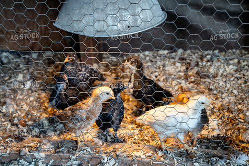 Group of Chickens in a Coop with Soft Lighting and Wood Shavings 65320