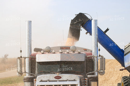 Corn Harvest 82169