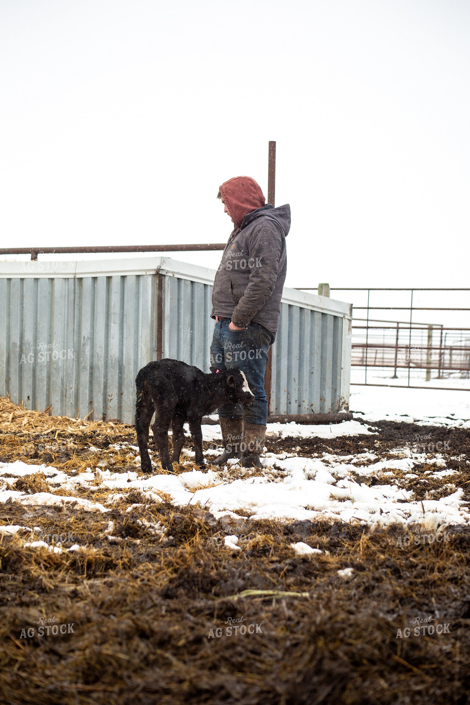 Farmer Checking Calves 155430