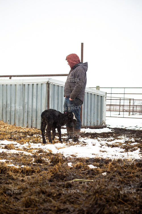 Farmer Checking Calves 155430