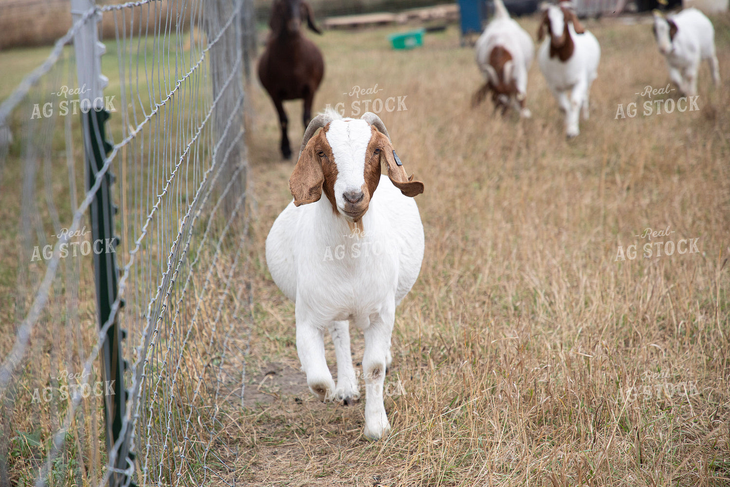 Goats 117123