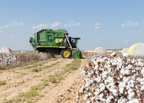 Cotton Harvest 79738