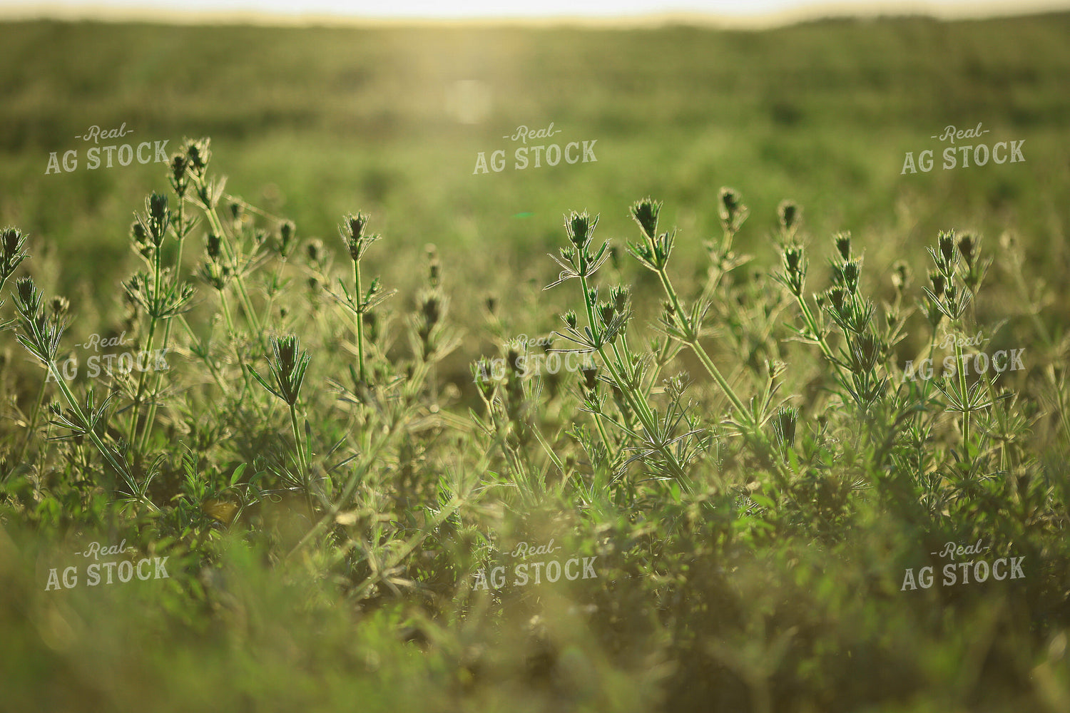 Grass 187053