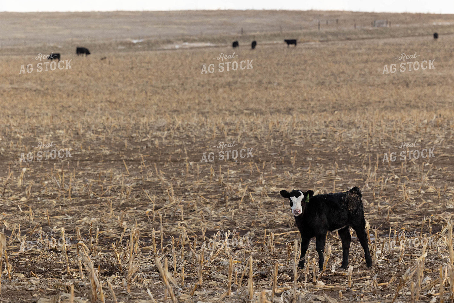 Black Baldy Cattle on Corn Stalks 303029