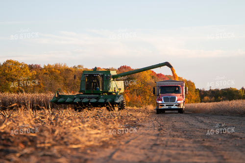 Corn Harvest 157006