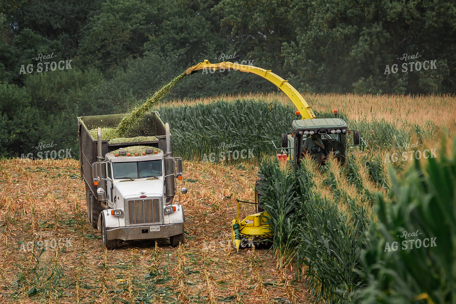 Cutting Corn Silage 270615
