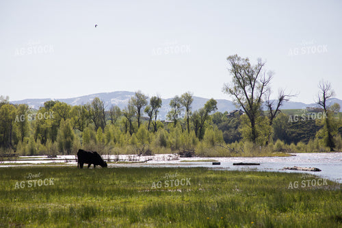 Cattle Along Creek in Pasture 117043