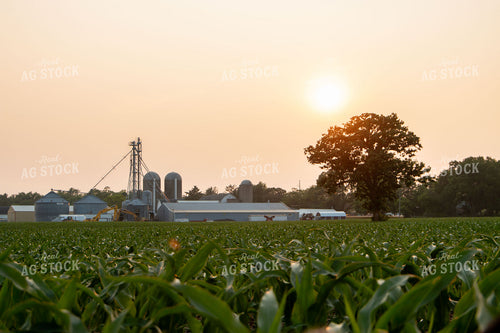 Farmstead at Sunset 157084