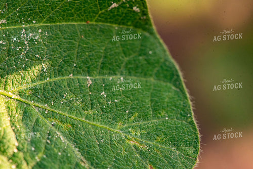 Soybean Leaf 136078