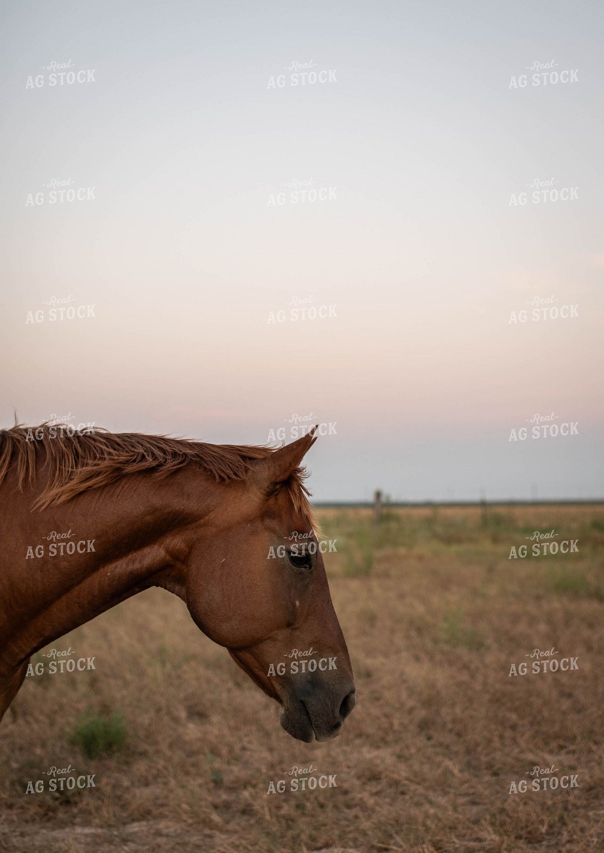 Horse on Pasture 59116