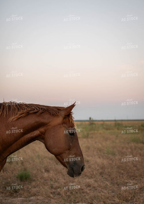 Horse on Pasture 59116