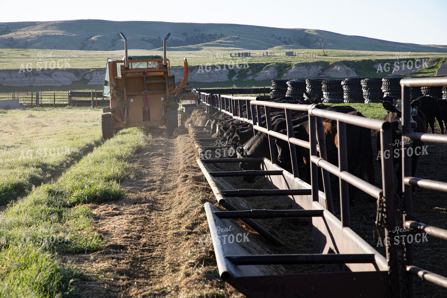 Feeding Cattle 117075