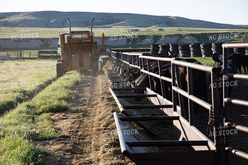 Feeding Cattle 117075