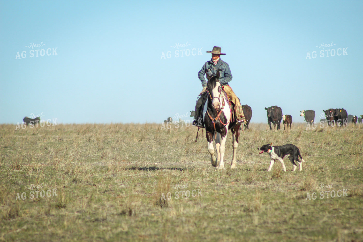 Male Rancher on Horse with Cattle 78004