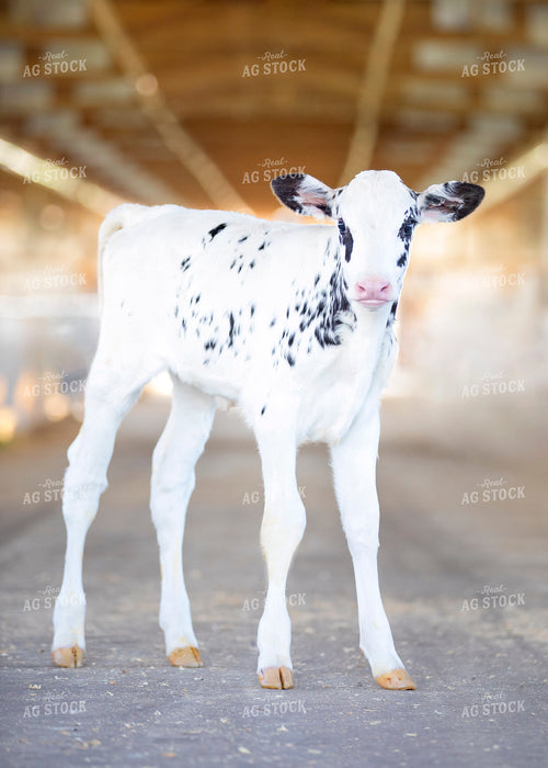 Dairy Calf in Barn 55110