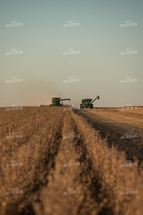 Soybean Harvest 274023