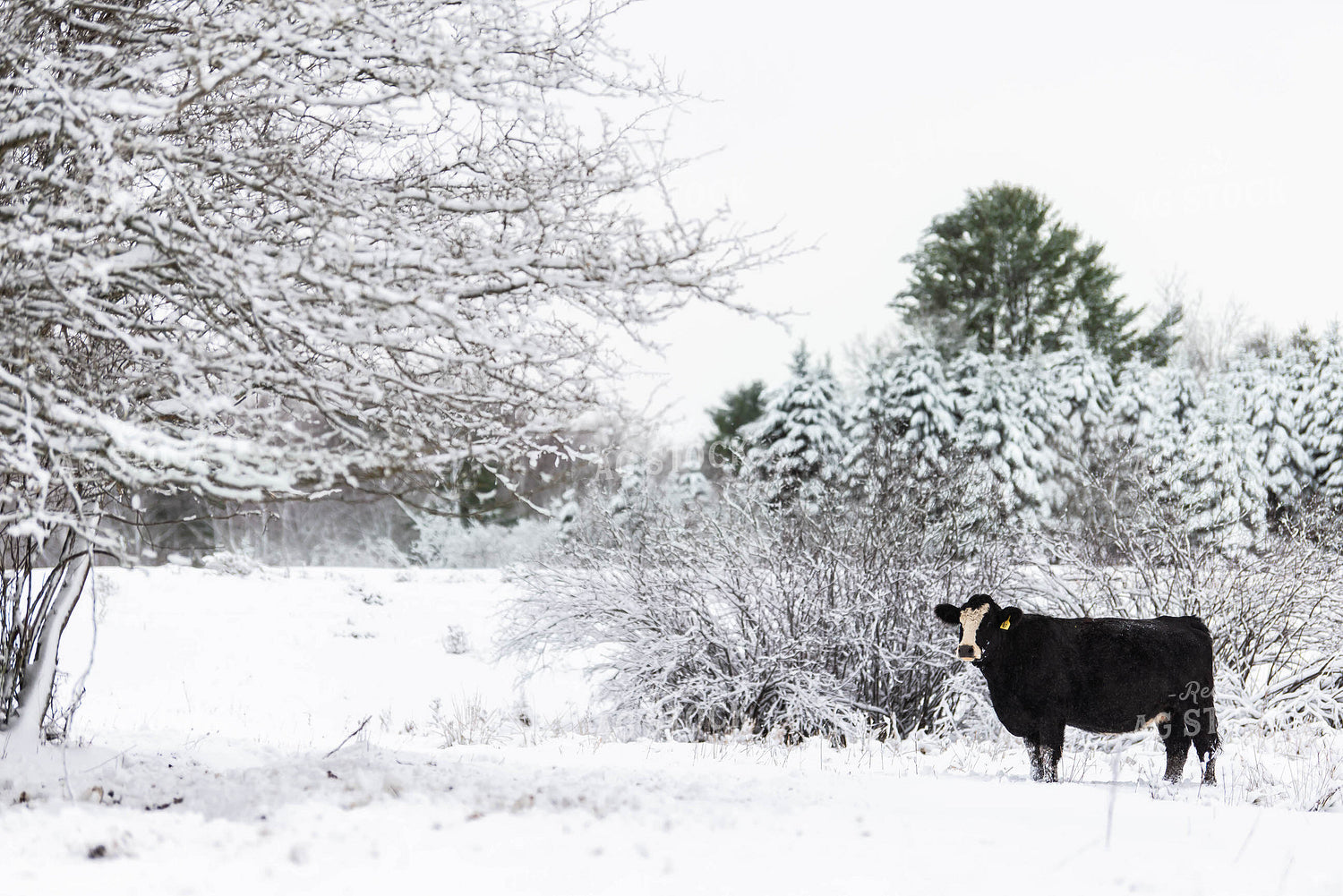 Black Baldy Cow in Snowy Pasture 96001