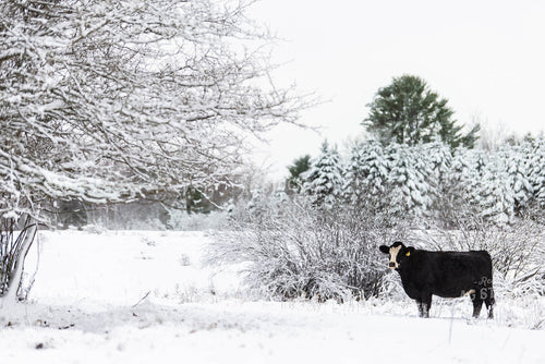 Black Baldy Cow in Snowy Pasture 96001
