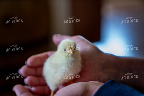 Hands Holding a Yellow Chick Indoors with Soft Background Lighting 65252