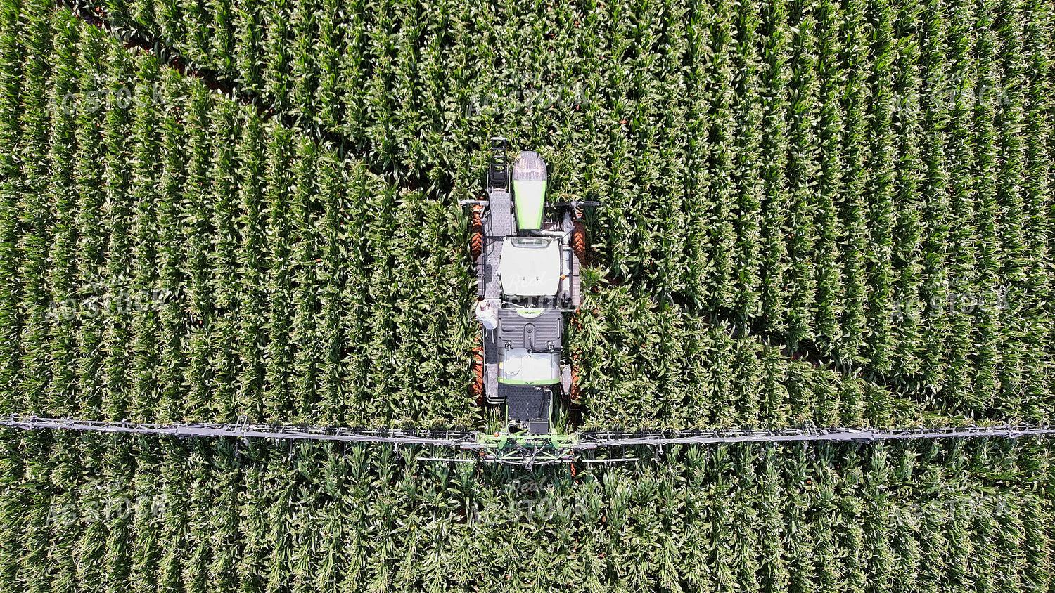 Spraying Corn 79148