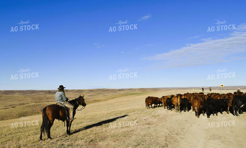 Rancher Moving Cattle on Horseback 284014