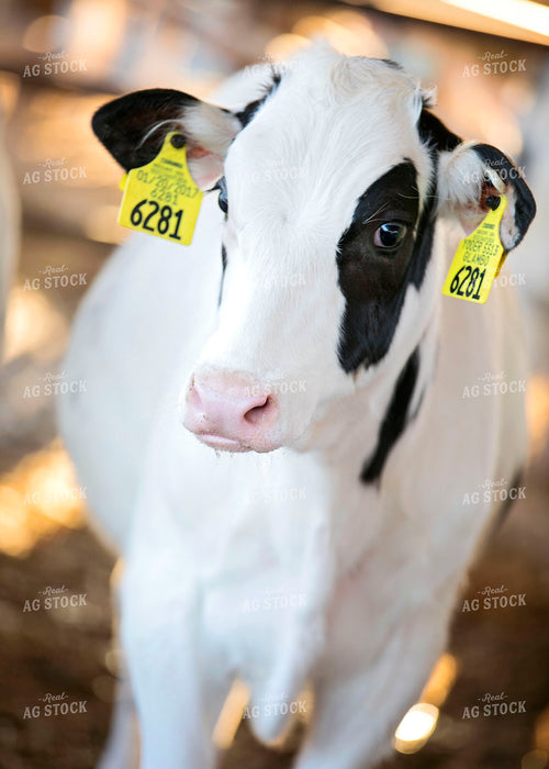 Holstein Cow 55140