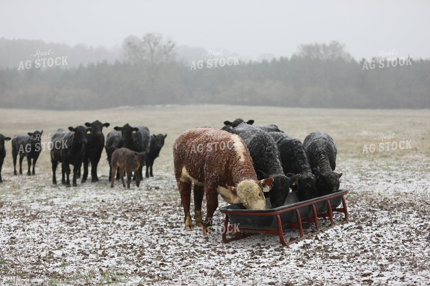 Cattle Eating in Snow Covered Pasture 262001