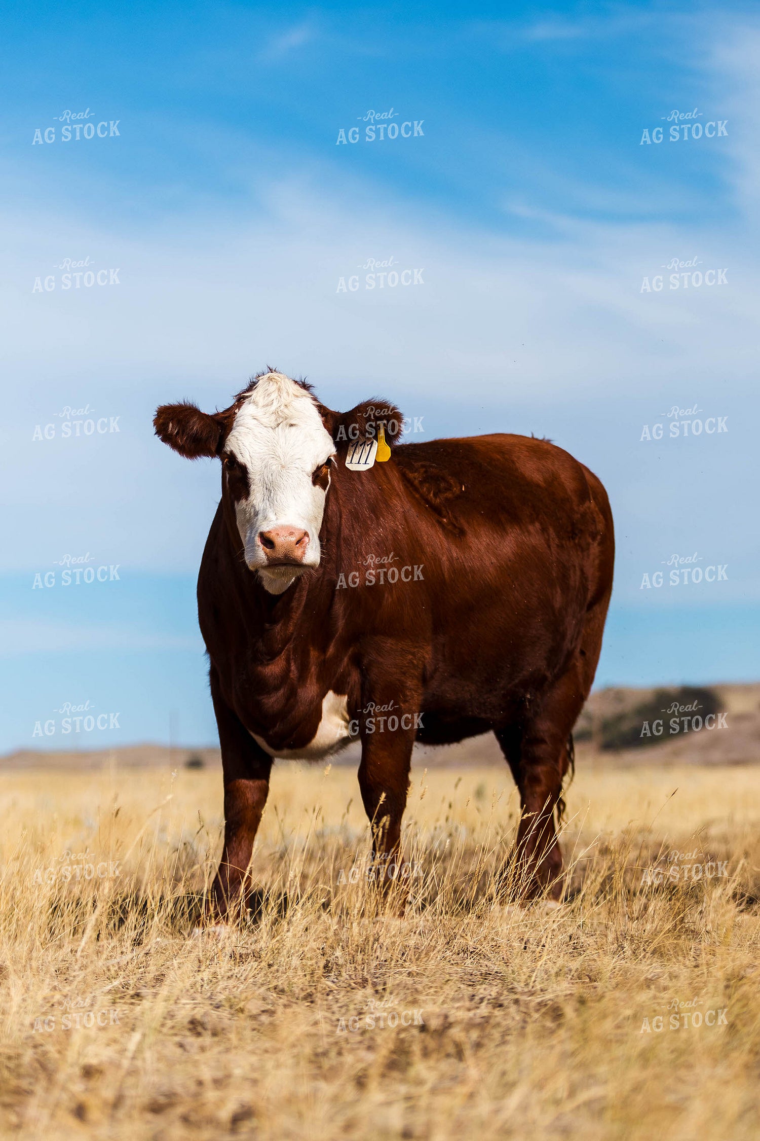 Bred Heifer on Pasture 97188