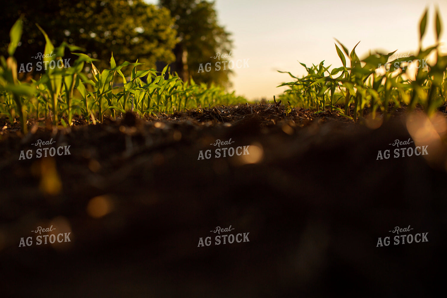 Early Growth Corn 6322