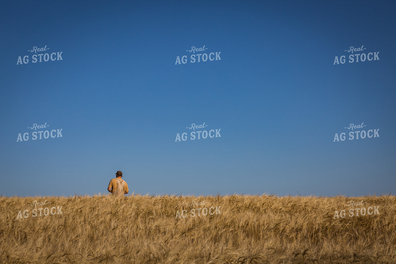 Farmer Standings in Dried Hay Field 138039